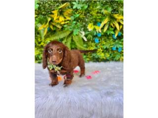 Dachshund mini Nene Long Hair , Happy Tails PR 