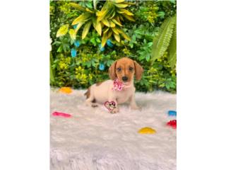 Dachshund mini Nena con papeles , Happy Tails PR 