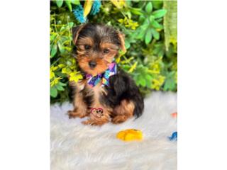 Yorkie Nena con papeles , Happy Tails PR 