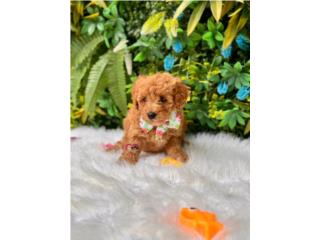 Poodle mini Toy Nena con papeles , Happy Tails PR 
