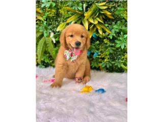 Golden Retriever Nena AKC, Happy Tails PR 