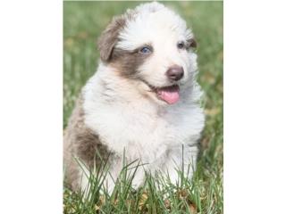 German Shepherd color isabela panda , Doggy 