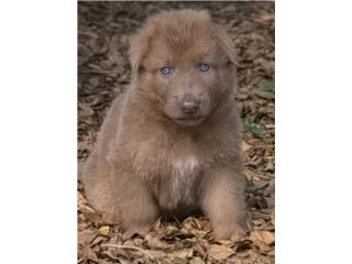 German Shepherd liver macho AKC, Doggy 