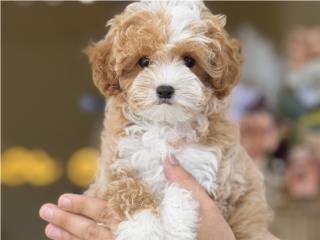 Cavapoo WOW!!! - Los Osos PR, Mascotas Puerto Rico