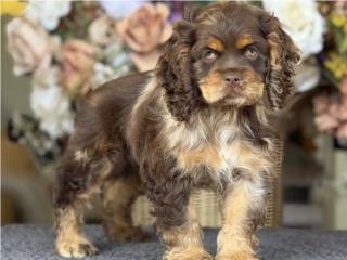 Cocker Spaniel Nena Choco Merle - Los Osos PR, Mascotas Puerto Rico