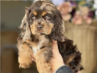 Puerto Rico WOW Cocker Spaniel - Los Osos PR, Perros Gatos y Caballos