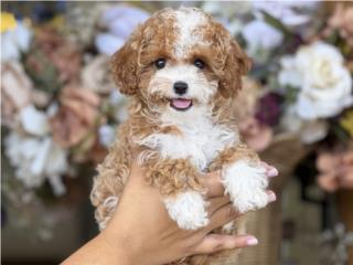 Cavapoo Tuxedo - Los Osos PR, Mascotas Puerto Rico