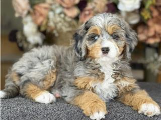 Bernedoodle Merle Tricolor - Los Osos PR, Mascotas Puerto Rico
