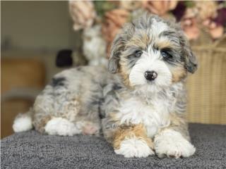 Puerto Rico Bernedoodle Hermosa Merle - Los Osos PR, Perros Gatos y Caballos