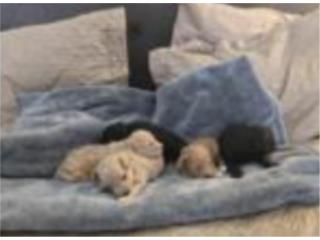 Hermosa Camadas Toy Poodle  Puerto Rico