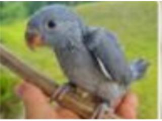 RINGNECK HEMBRA -Venta Puerto Rico