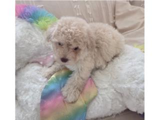 Toy Poodle Hembra Papeles AKC hija de padres , Angel Toy Poodle