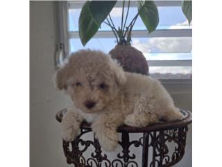 Toy Poodle hembra Papeles AKC , Angel Toy Poodle