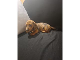 MINI SALCHICHA HEMBRA RED DAPLEE, EXOTIC DOG PR
