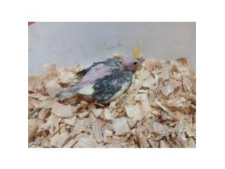 Beb� de cockatiel  Puerto Rico