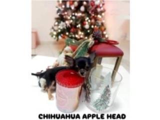 CHIHUAHUA APPLE HEAD ?? Puerto Rico