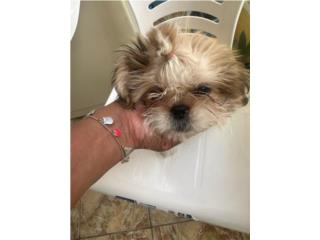 Sweetest Little Soul: Purebred Female Shih Tz Puerto Rico