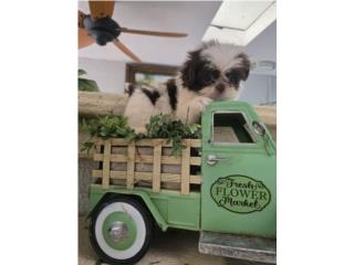 Shihtzu imperial macho blanco y chocolate ckc, Pupshowquality