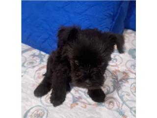 Mini Schnauzer Puros, Mascotas Puerto Rico