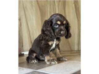 Cocker Spaniel ChocoTan, Gonzalez