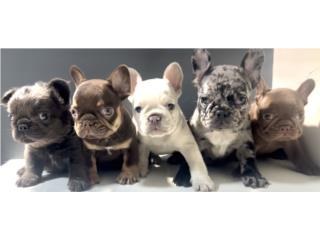 FRENCH BULLDOG, GAUDI KENNEL