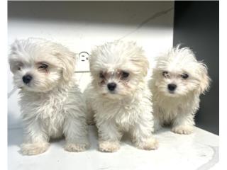 MALTESE, GAUDI KENNEL
