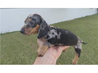 Salchicha macho silver merle, Dachshund World