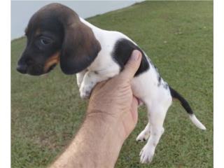 Salchicha macho chocolate piebald, Dachshund World