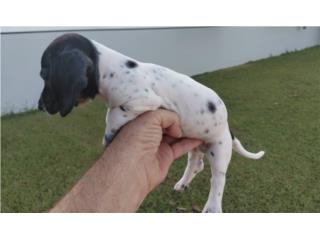 Salchicha macho blackpiebald, Dachshund World