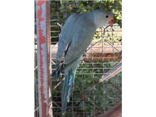 Ringneck azul macho con adn, Doggy 