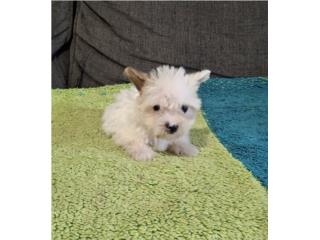 YORKIE TOY MACHO PARTY COLOR , Puppy