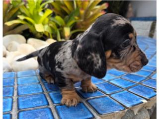 Salchicha miniatura dapple macho exotico, Pupshowquality