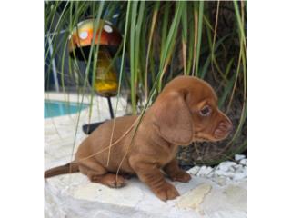 Salchicha miniatura red chocolate macho , Pupshowquality