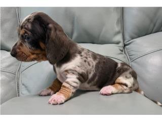 Salchicha miniatura blue dapple hembra, Pupshowquality