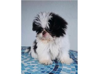 Shihtzu imperial macho blanco y chocolate toy, Pupshowquality