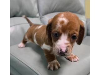 Salchicha miniatura red dapple macho exotico , Pupshowquality