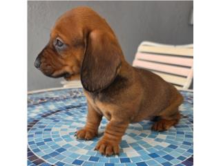 Salchicha Miniatura hembra red sable exotica, Pupshowquality