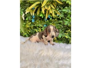 Dachshund Mini Nena con papeles , Happy Tails PR 