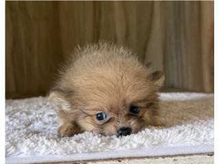 Pomeranian nena, Gonzalez