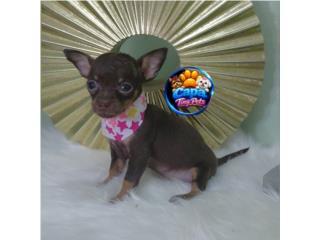 Chihuahua toy  nena chocolate  Puerto Rico