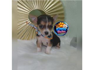 Chihuahua toy nene tricolor Puerto Rico