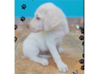 Labradores Puerto Rico