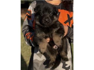 German Shepherd hembra AKC Puerto Rico