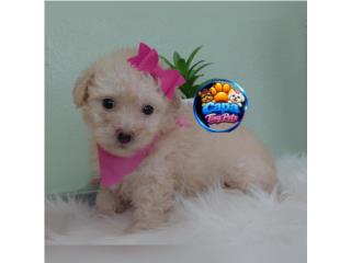 Poodle toy nena con papeles  Puerto Rico