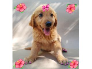 GOLDEN RETRIEVERS HEMBRAS Puerto Rico