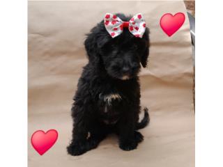 MINI GOLDENDOODLE F1 HEMBRA  Puerto Rico