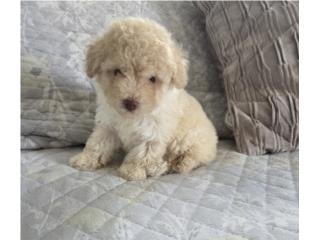 Toy Poodle Hembra Papeles AKC Puerto Rico