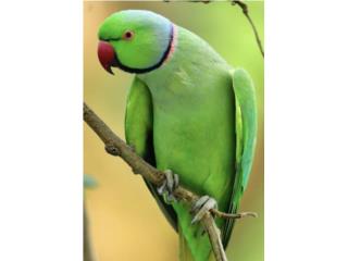 Ringneck verde lima (( bebe  )) no adn Puerto Rico