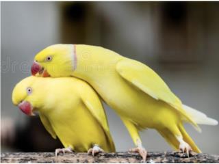 Ringneck lutino (( bebe )) no adn Puerto Rico