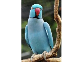 Ringneck azul (( bebe )) no adn  Puerto Rico